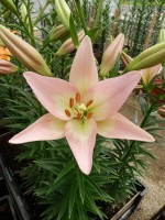 [5122 PartyDiamond DJ No02.JPG]